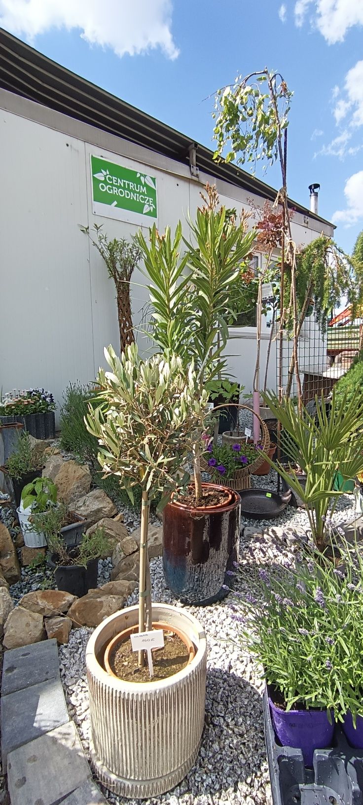 Klony palmowe,drzewko oliwkowe,oleander