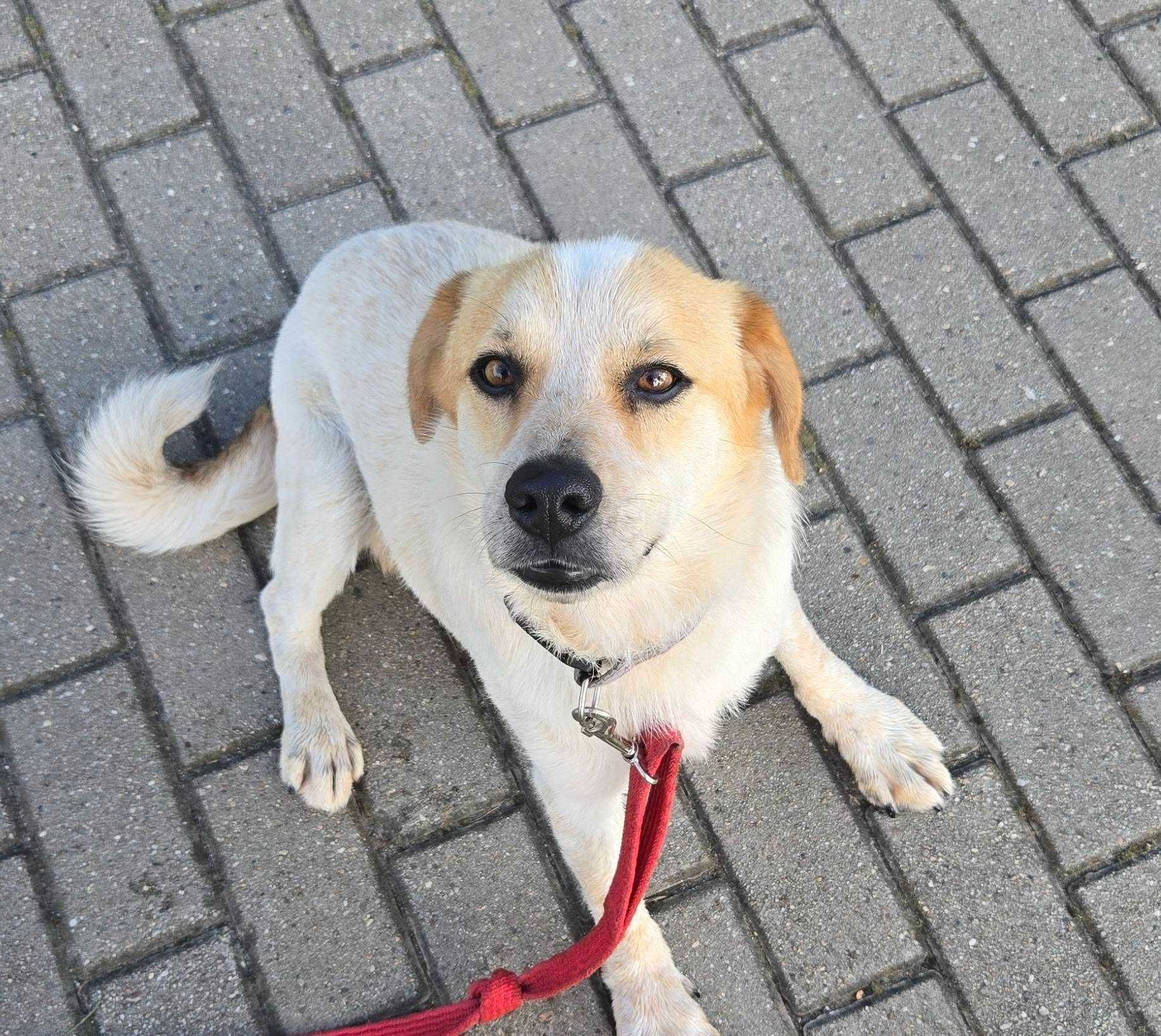 2 letni Misio do adopcji
