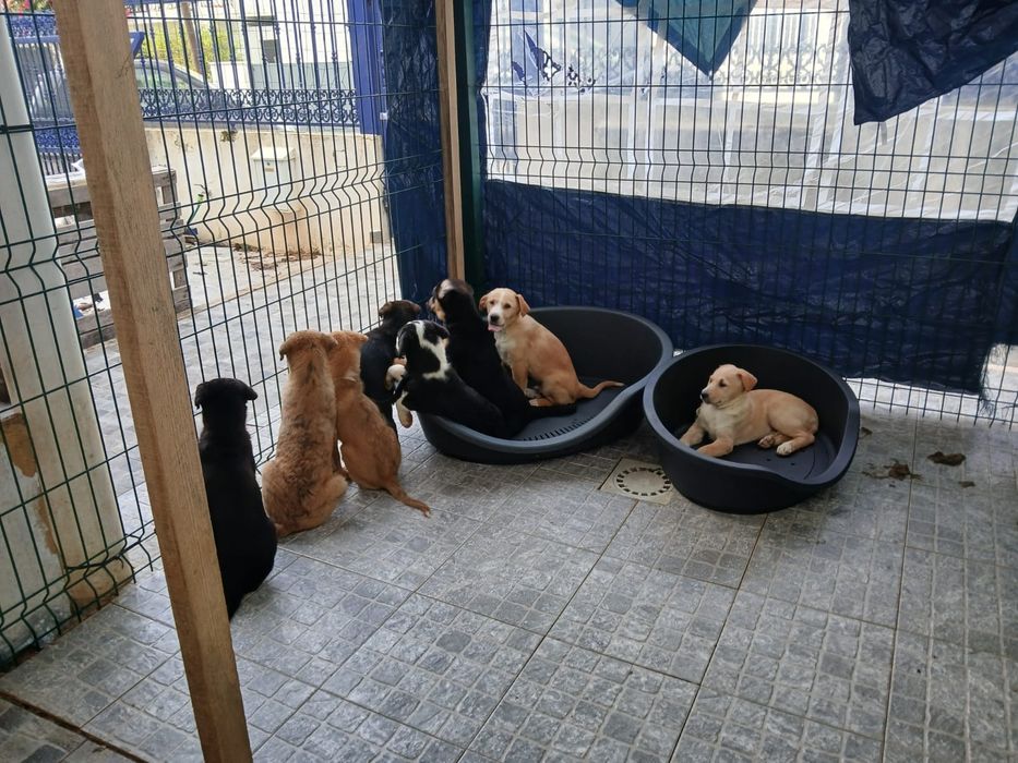 Cachorrinhos para adoção