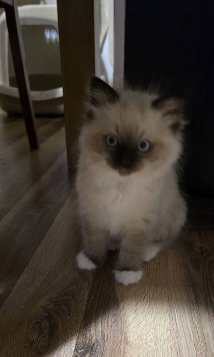 Kocurek Ragdoll FPL zaprasza do rezerwacji