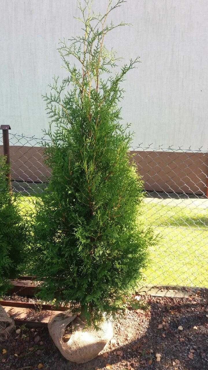 Tuja brabant 250-270 cm Balot Wysył gratis Thuja 270 cm Ruda Śląska