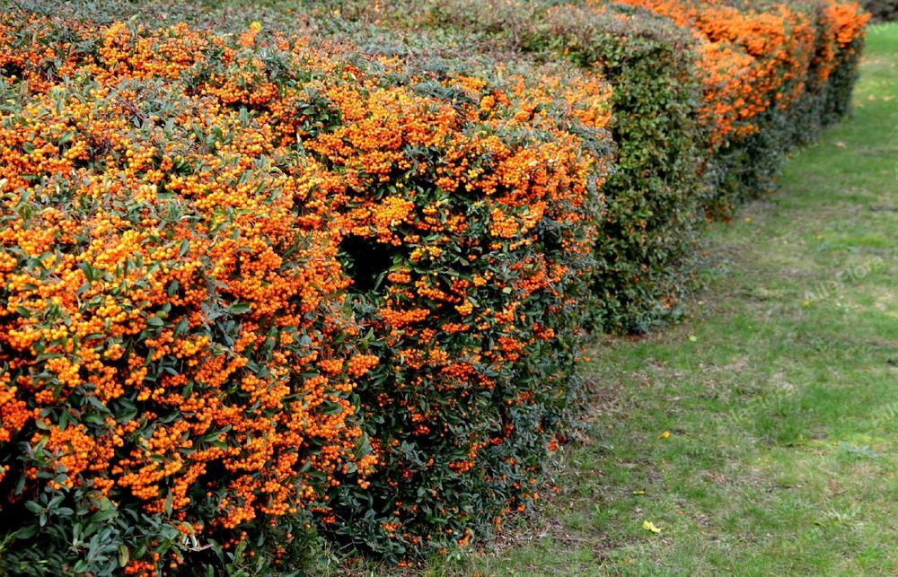 Ognik szkarłatny 'Navajo' (Pyracantha coccinea) Pomarańczowy 2.0L