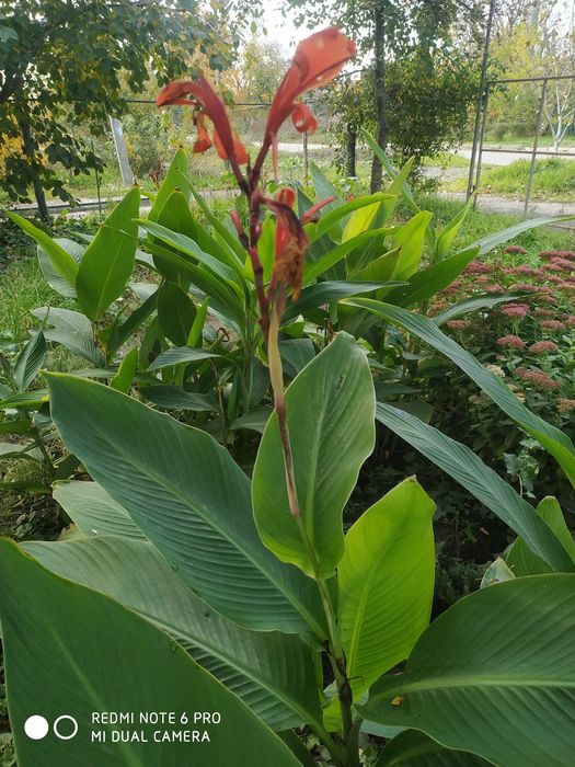 Овсяница сизая  .Фестука