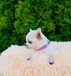 Chihuahua MINI krótkowłosy rodowód FCI