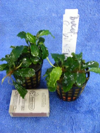 GB BUCEPHALANDRA GREEN VELVET roślina w koszyku kilka sztuk