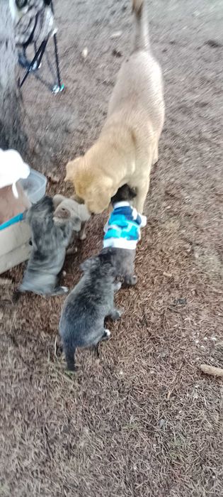 Цуценята незвичайного окрасу