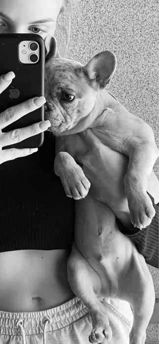 Вʼязка французький бульдог