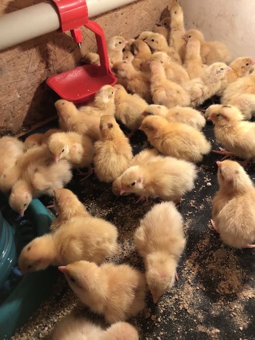 Добові перепілки