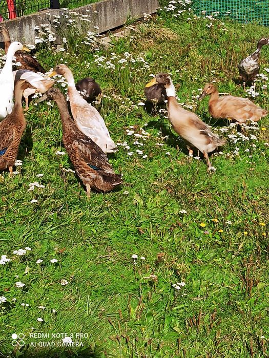 Sprzedam kaczki biegusy