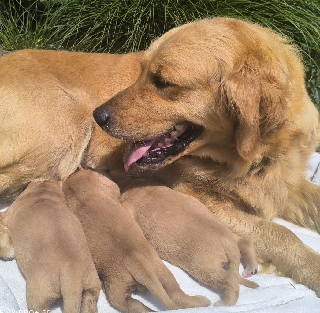 Złoty Chłopczyk Golden Retriever