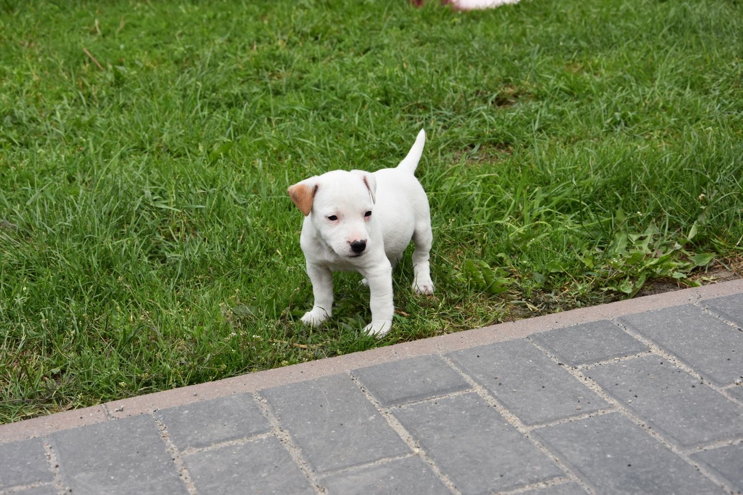 Jack Russel Terrier Suczka!