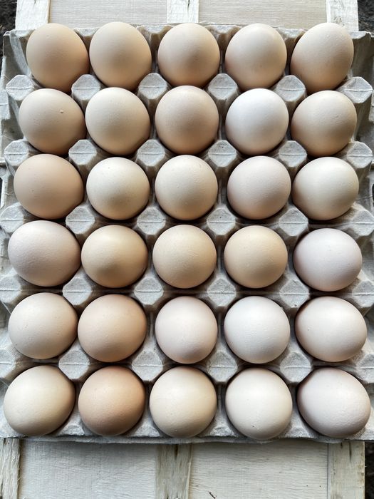 Jajka wiejskie duże jaja z wolnego wybiegu