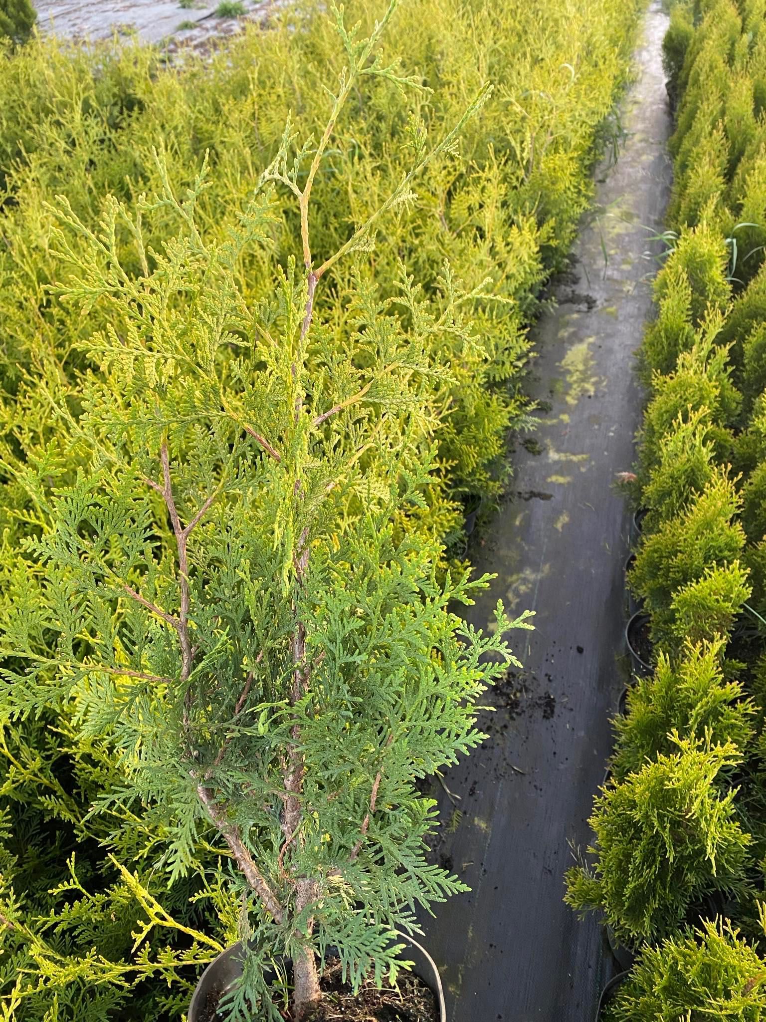 Tuja Szmaragd Brabant 50-80cm