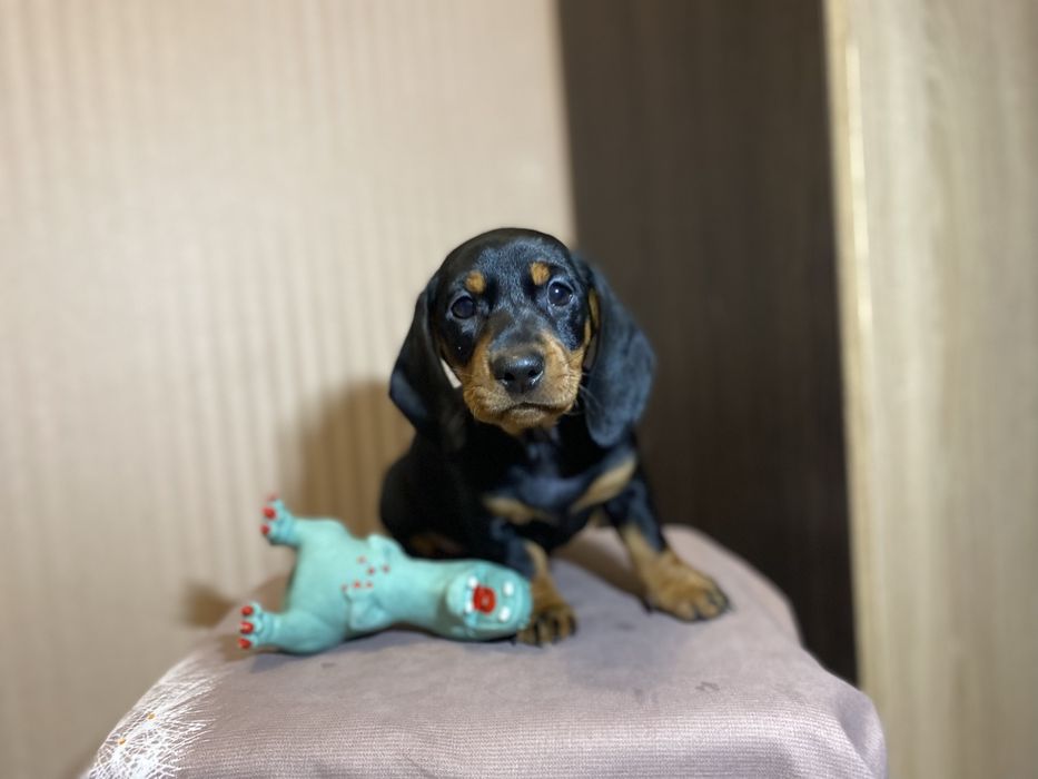 Чистокровна такса, чорна рижа руда