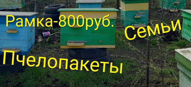 Продам пчёл в Луганске. Пчелопакеты и пчелосемьи.