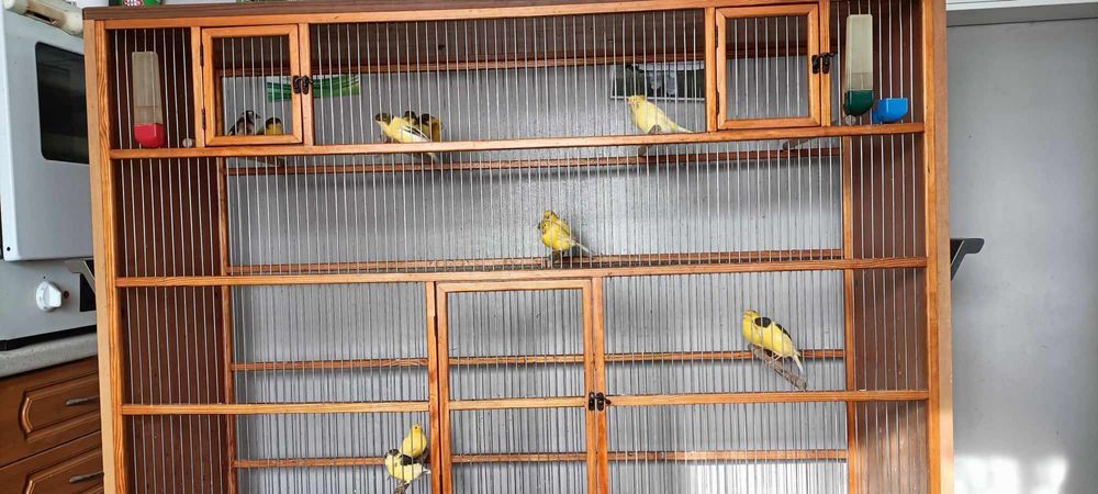 Kanarki harceńskie samce