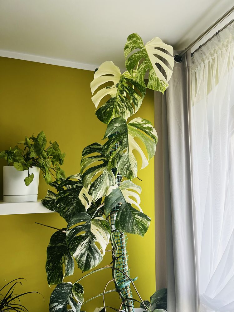 Monstera Variegata