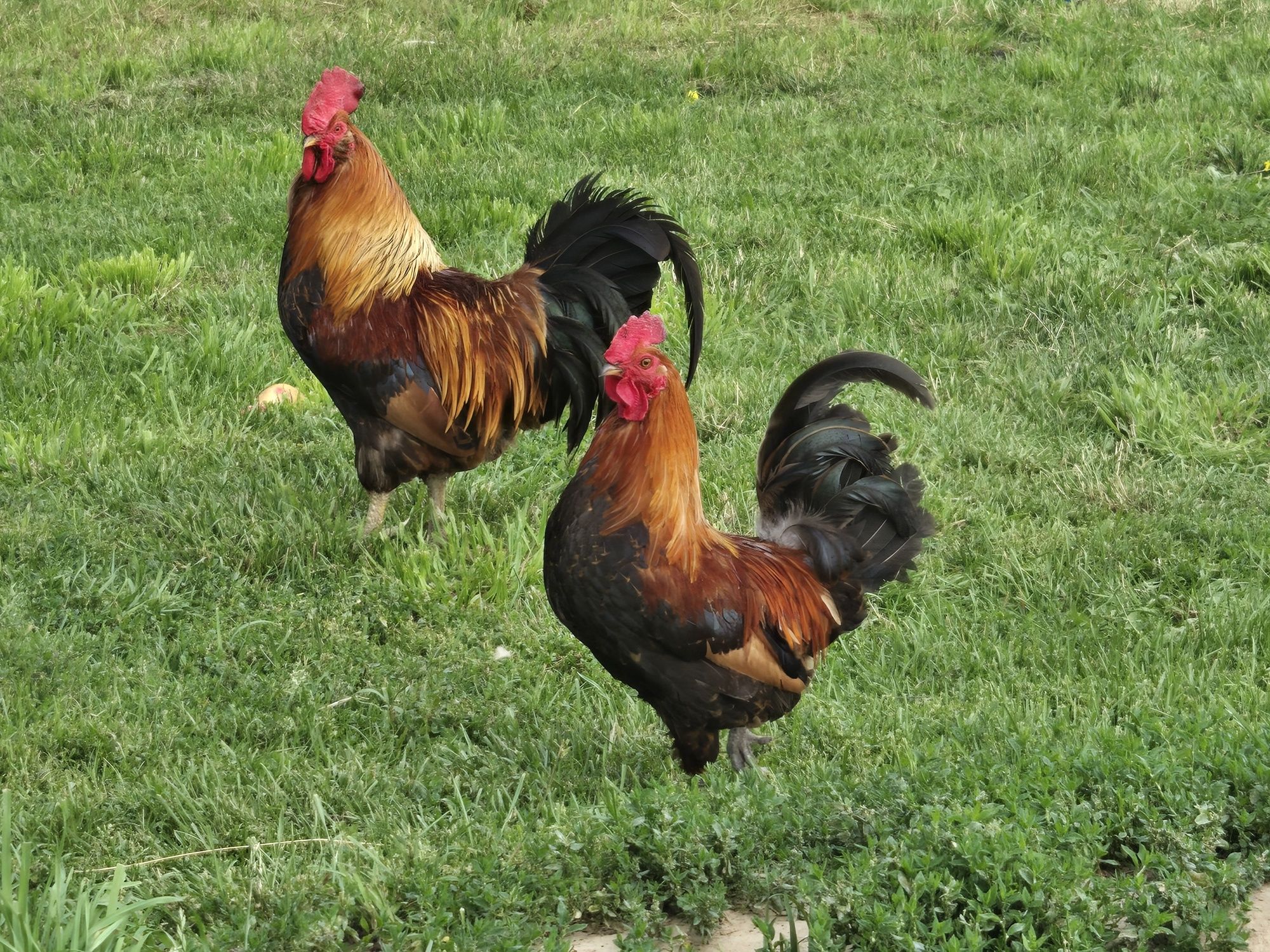 Koguty za darmo ozdobne