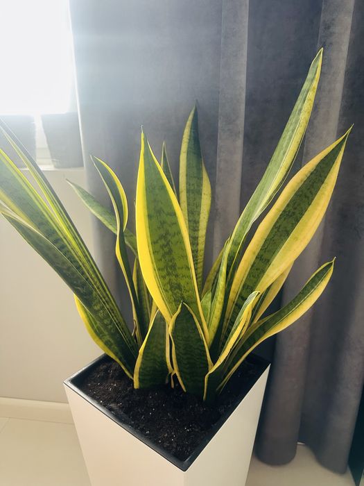 Roślina doniczkowa Dracaena trifasciata wężownica duża 65-70 cm