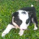 Border collie fêmea