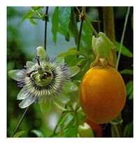 Plantas Passiflora caerulea em vaso