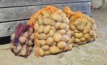 Ziemniaki jadalne pakowane po 5kg 10kg lub 20kg