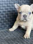 Bulldog Francês fêmea merle