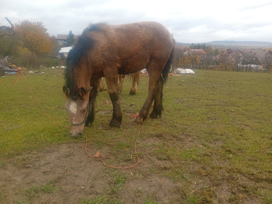 Źrebięta klacze na sprzedaż
