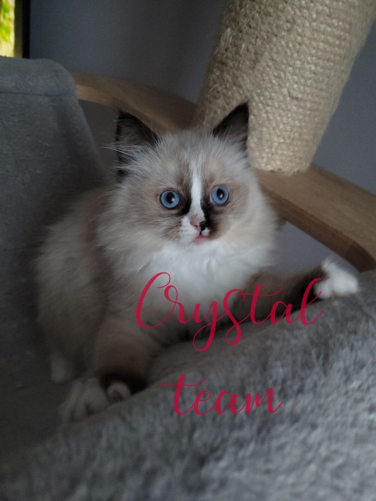 Kocurek ragdoll gotowy do zmiany domku.!