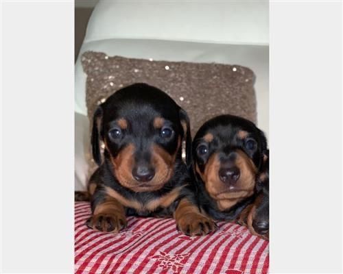 Шикарна та мила дівчинка.