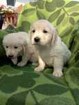 Golden Retrievier