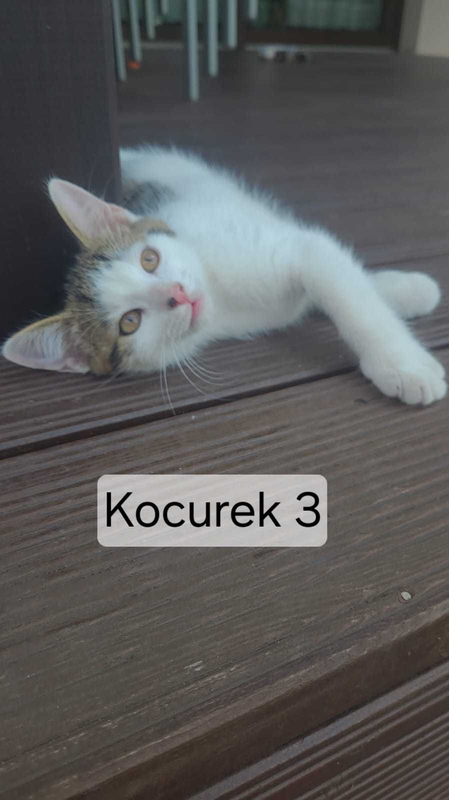 Kocurka oddam w dobre ręce