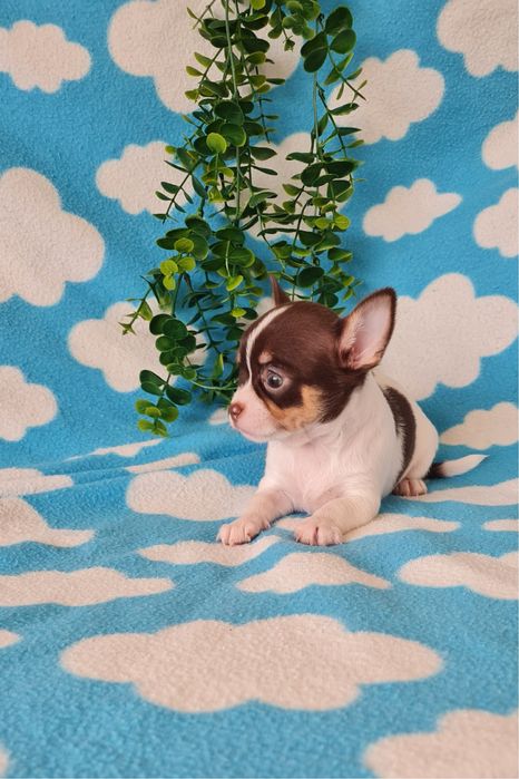 Excecional mini Chihuahua/Chiuaua LinhagemRussa. Qualidad