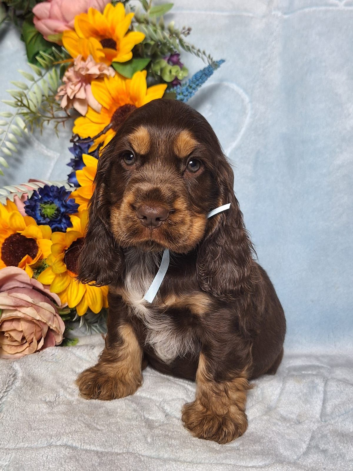 Cocker spaniel angielski - cudowny piesek