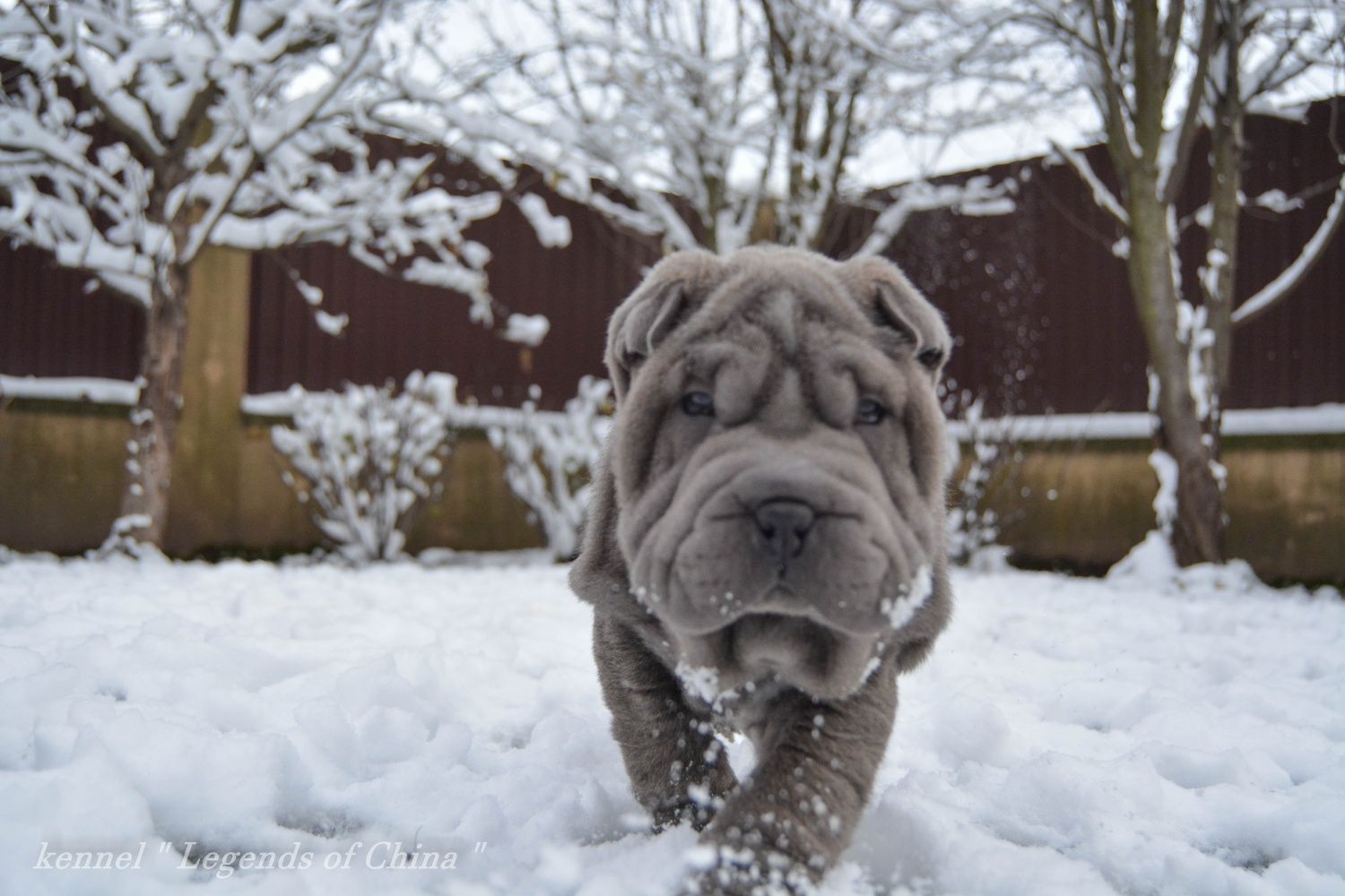 SHAR-PEI цуценята