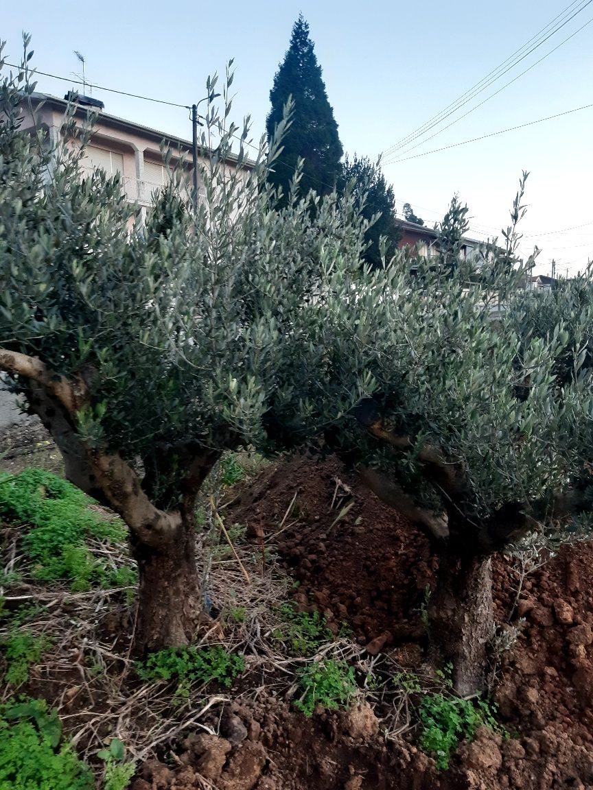 Oliveiras centenarias