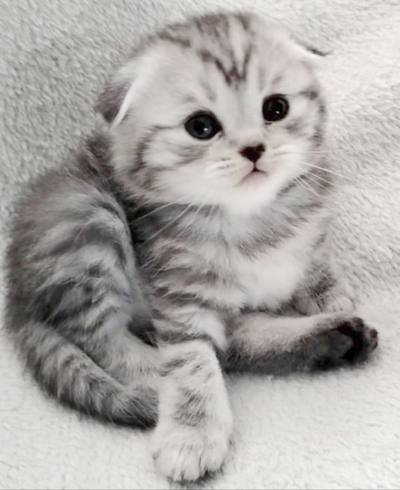 Fêmea Scottish fold tabby silver