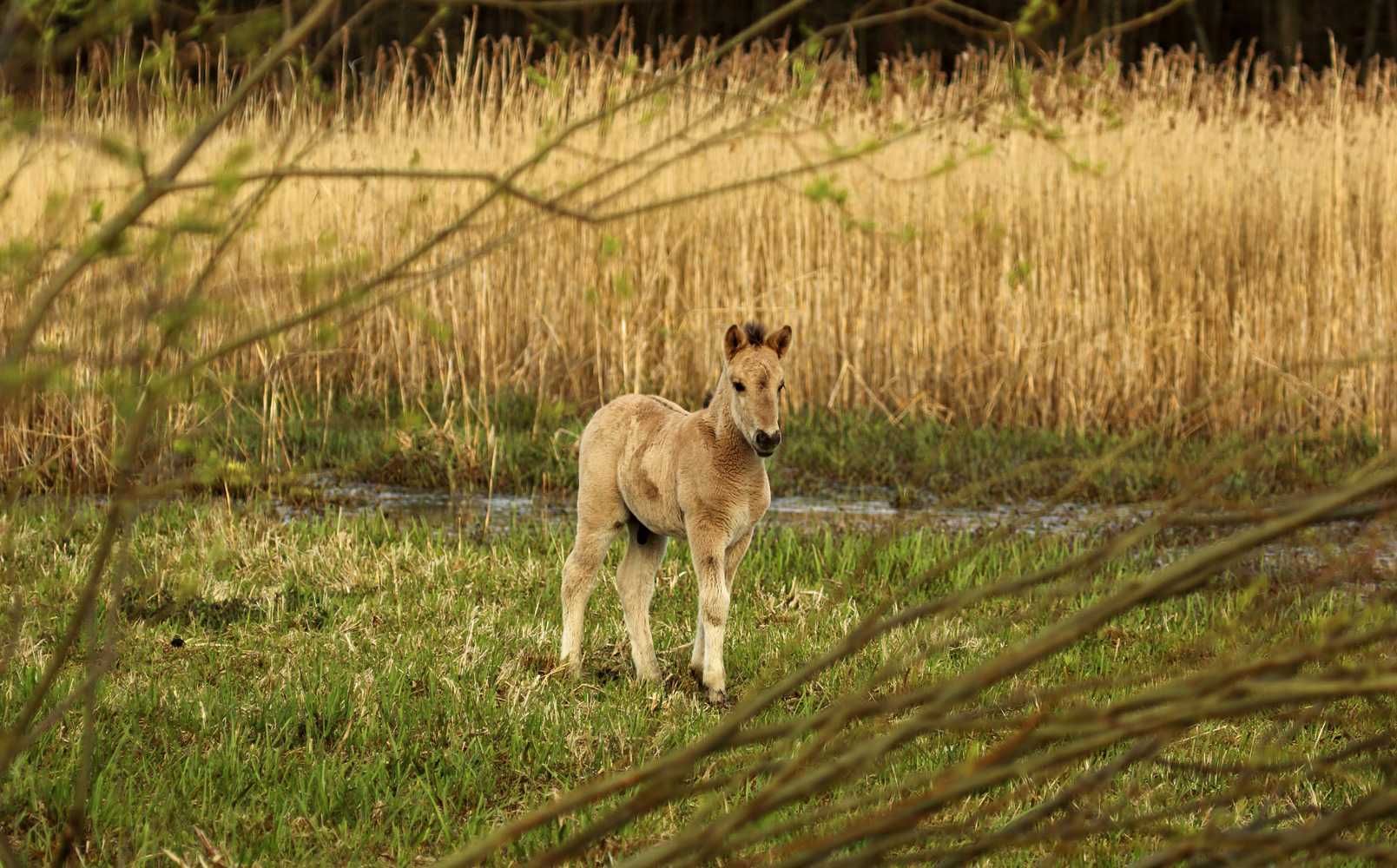 Konik polski - rasowy