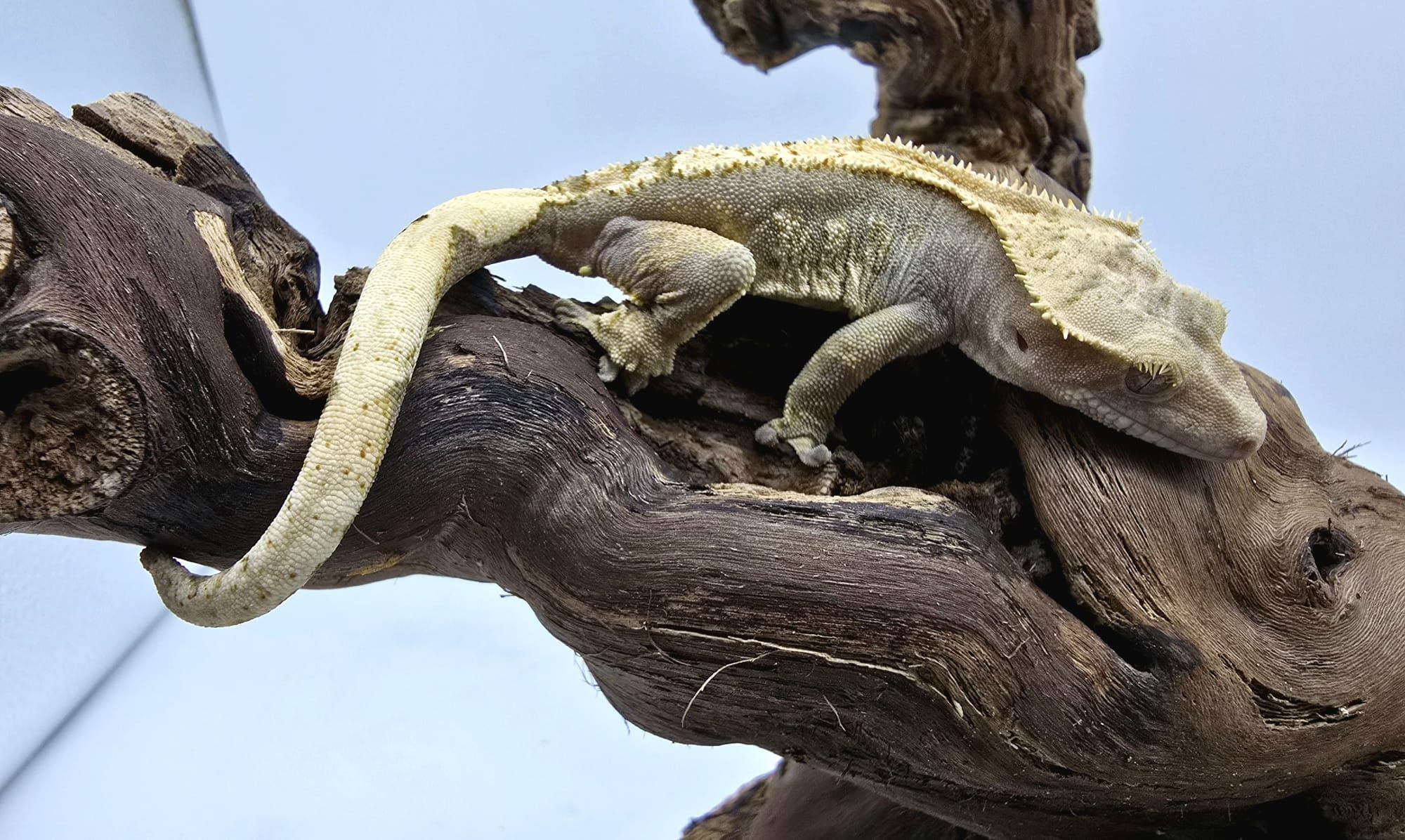 Gekon Orzęsiony - Correlophus ciliatus