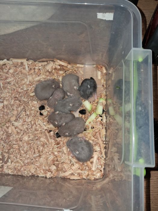 Хом'ячата джунгарики хом'як