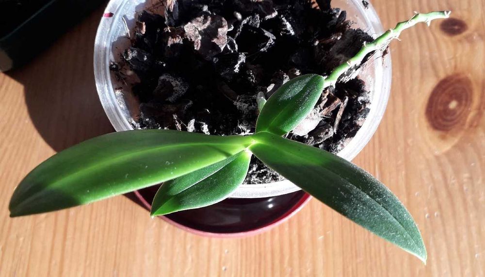 Storczyk botaniczny phalaenopsis equestris keiki - rezerwacja!