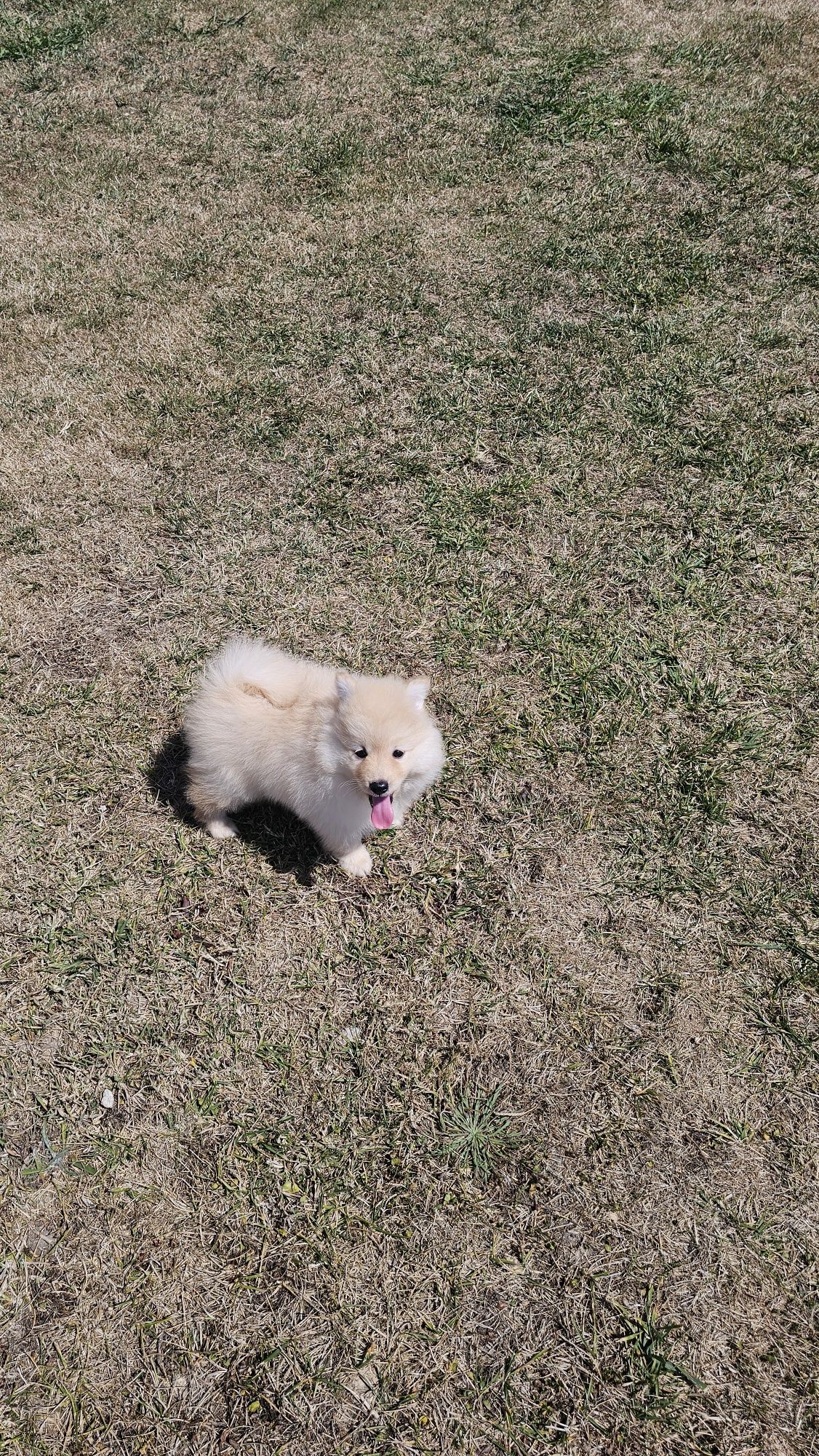 spitz alemão anão