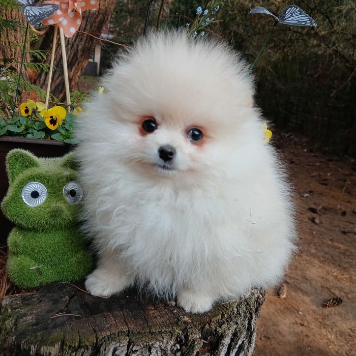 Suczka , zadbana, wesoła, info instagram