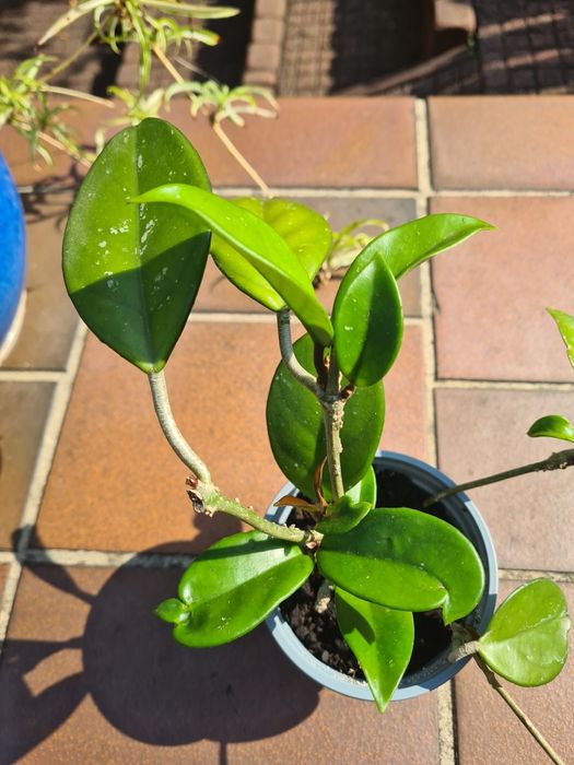 Hoja, hoya tzw. Woskownica