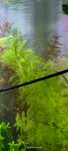 Myriophyllum mattogrossensis