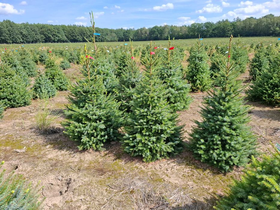 Świerk Serbski OMORIKA w donicy od 100 - 200 cm - TuChoinki.pl Jodła