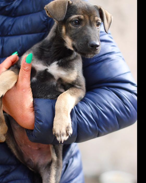 Маленькі цуцики в добрі руки