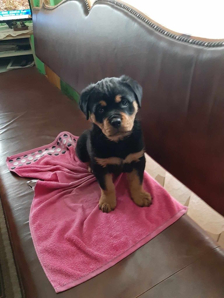 Piesek Rottweiler Rezerwacja