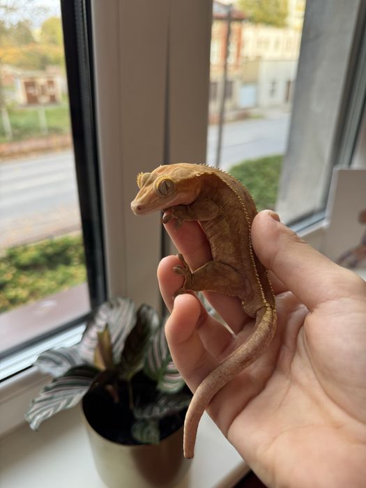 Gekon orzęsiony Phantom samiec