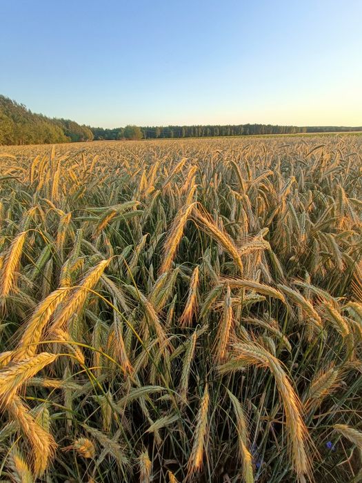 Sprzedam słome żytnia belka 130 sezon 2025
